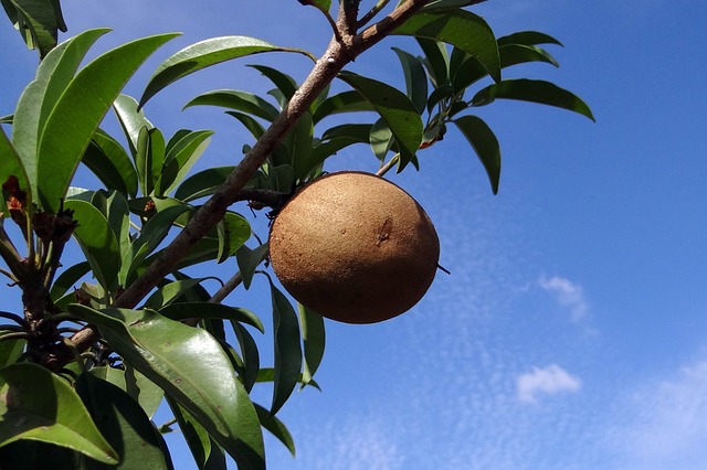 rostlina sapota.jpg